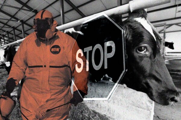 Резня вместо контроля: как власть довела Новосибирскую область до массового уничтожения скота