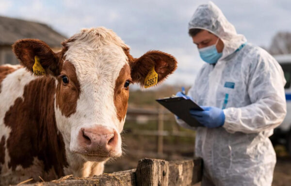 «Хакеры взломали Россельхознадзор: в России эпидемия ящура»